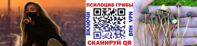 Галлюциногенные грибы Cubensis Сковородино